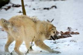 Pup7m12SpringeBineG_pup-132