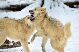 Pup7m12SpringeBineG_pup-133