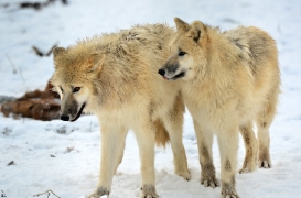 Pup7m12SpringeBineG_pup-134