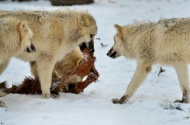 Pup7m12SpringeBineG_pup-135