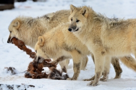 Pup7m12SpringeBineG_pup-139