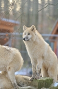Pup7m12SpringeBineG_pup-13