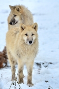 Pup7m12SpringeBineG_pup-140