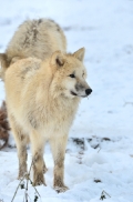 Pup7m12SpringeBineG_pup-141