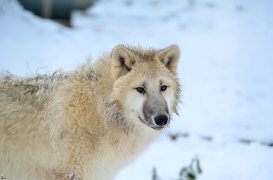 Pup7m12SpringeBineG_pup-142