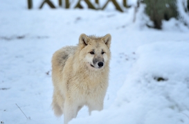 Pup7m12SpringeBineG_pup-143