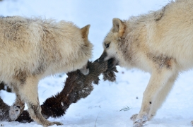 Pup7m12SpringeBineG_pup-144