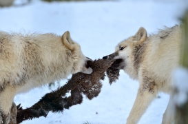 Pup7m12SpringeBineG_pup-145