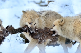 Pup7m12SpringeBineG_pup-146