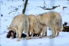 Pup7m12SpringeBineG_pup-147