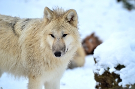 Pup7m12SpringeBineG_pup-149