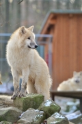 Pup7m12SpringeBineG_pup-14