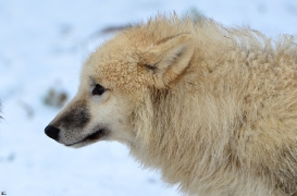 Pup7m12SpringeBineG_pup-150