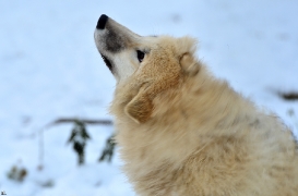 Pup7m12SpringeBineG_pup-151