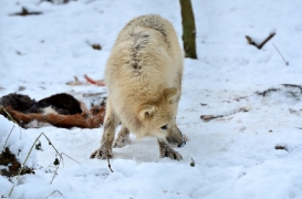 Pup7m12SpringeBineG_pup-156