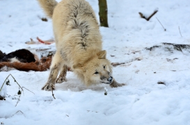 Pup7m12SpringeBineG_pup-157