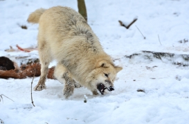 Pup7m12SpringeBineG_pup-158