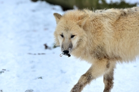 Pup7m12SpringeBineG_pup-159