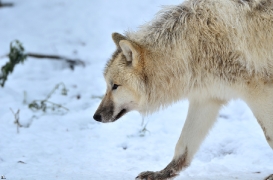 Pup7m12SpringeBineG_pup-160