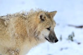 Pup7m12SpringeBineG_pup-161