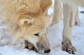 Pup7m12SpringeBineG_pup-162