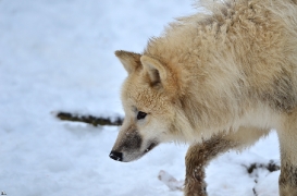 Pup7m12SpringeBineG_pup-164