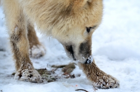 Pup7m12SpringeBineG_pup-166
