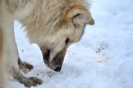 Pup7m12SpringeBineG_pup-168