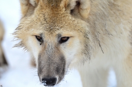 Pup7m12SpringeBineG_pup-169