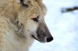 Pup7m12SpringeBineG_pup-171