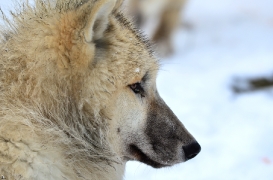Pup7m12SpringeBineG_pup-172