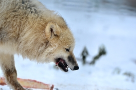 Pup7m12SpringeBineG_pup-173