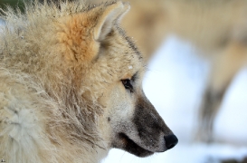 Pup7m12SpringeBineG_pup-174
