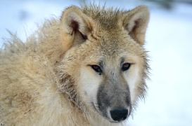 Pup7m12SpringeBineG_pup-175