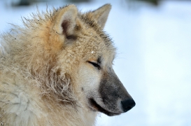 Pup7m12SpringeBineG_pup-176