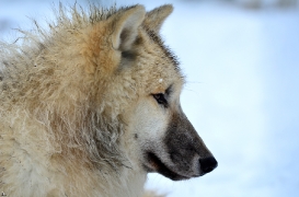 Pup7m12SpringeBineG_pup-178