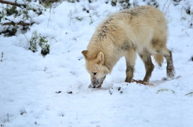Pup7m12SpringeBineG_pup-179