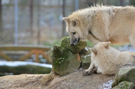 Pup7m12SpringeBineG_pup-17