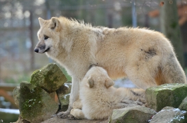 Pup7m12SpringeBineG_pup-18