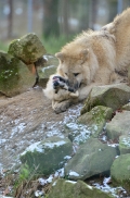 Pup7m12SpringeBineG_pup-19