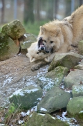 Pup7m12SpringeBineG_pup-20