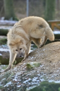 Pup7m12SpringeBineG_pup-23