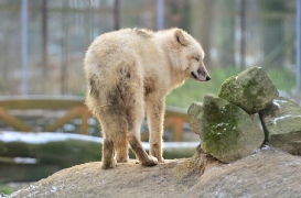 Pup7m12SpringeBineG_pup-25