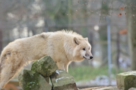Pup7m12SpringeBineG_pup-26