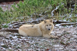 Pup7m12SpringeBineG_pup-27