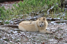 Pup7m12SpringeBineG_pup-28