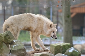 Pup7m12SpringeBineG_pup-29