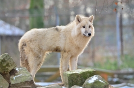 Pup7m12SpringeBineG_pup-30