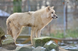 Pup7m12SpringeBineG_pup-31