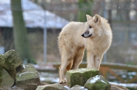 Pup7m12SpringeBineG_pup-32